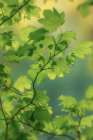 USA, Washington State, Seabeck. Vine maple leaves in summer. Art Print